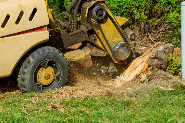 Best Tree Removal Near Me  in Venersborg, WA